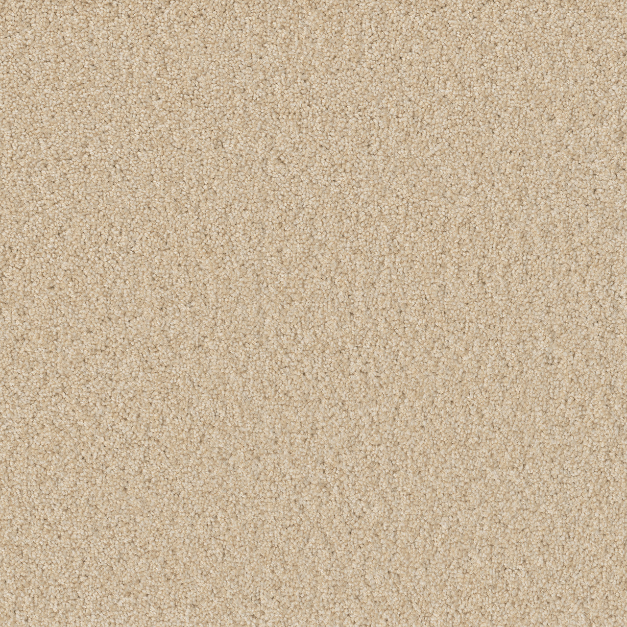 Dreamweaver SP251 - Classic Ivory | All American Flooring